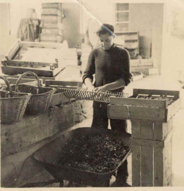 Photograph from Reg Langlois’s archive: Tomato glut